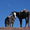 Cavalos esperam seus clientes sob a lua e um céu azul, aos pés de El Quemado, na região de Real de Catorce, pueblo mágico no norte do México